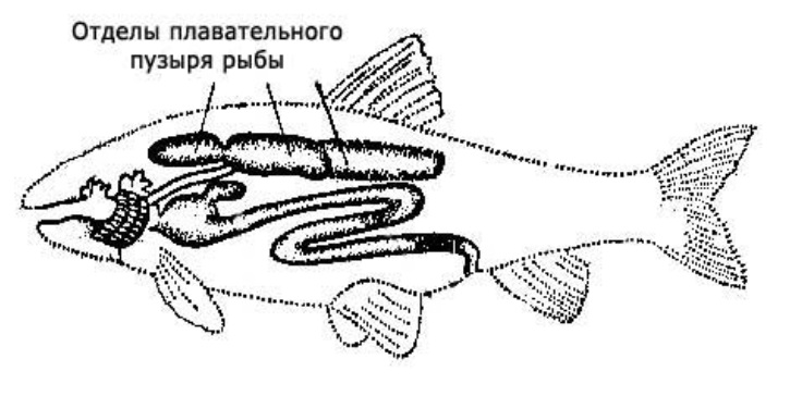 У рыб отсутствует