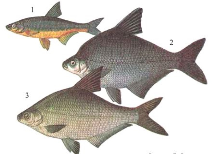 Подлещик. Синец белоглазка сопа. Подлещик вес. Черный лещ. Рыба семейства лещей.