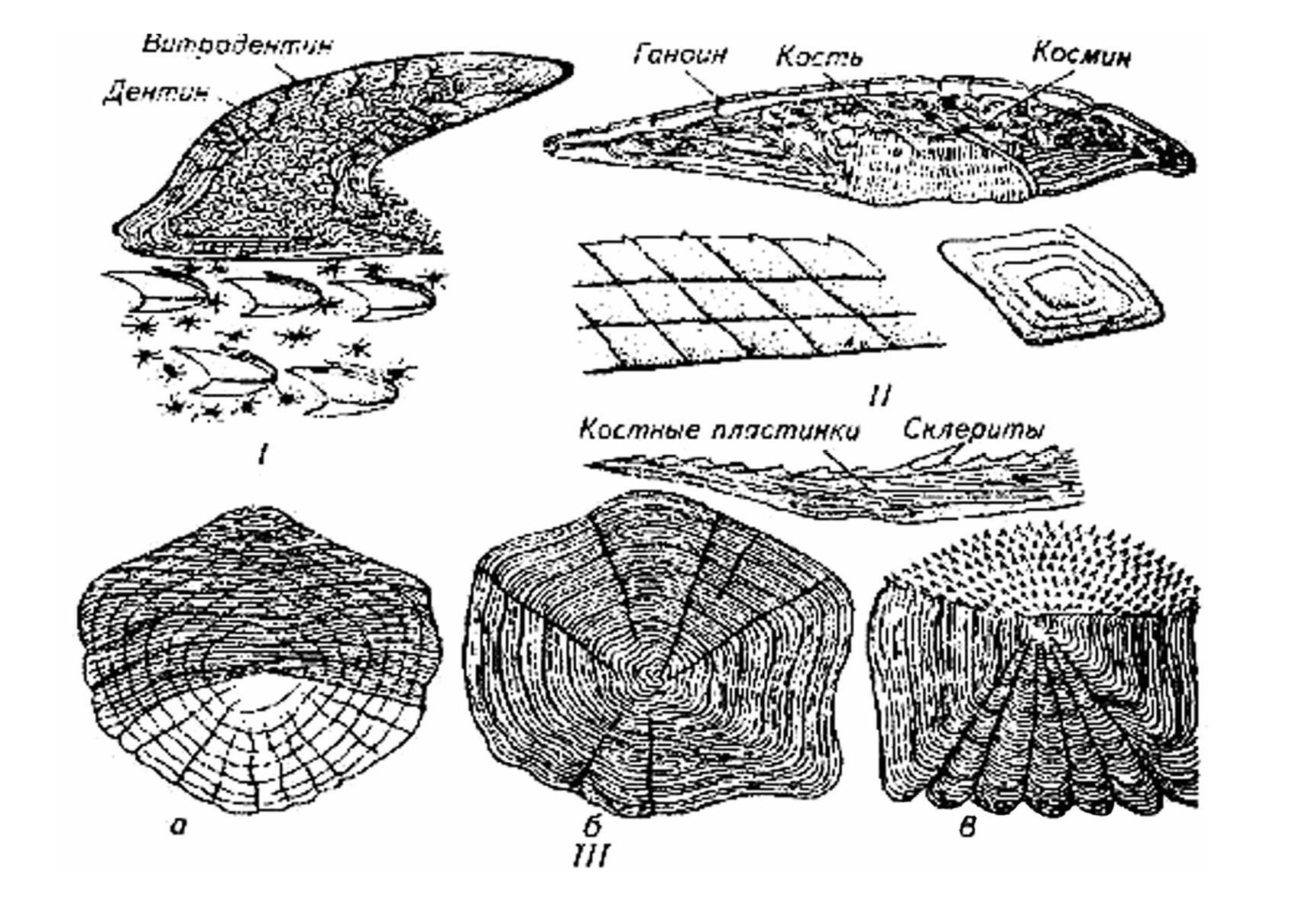 Виды чешуи у рыб. Ктеноидная и циклоидная чешуя. Плакоидная и циклоидная чешуя. Строение чешуйки рыбы. Ганоидная чешуя костных рыб.