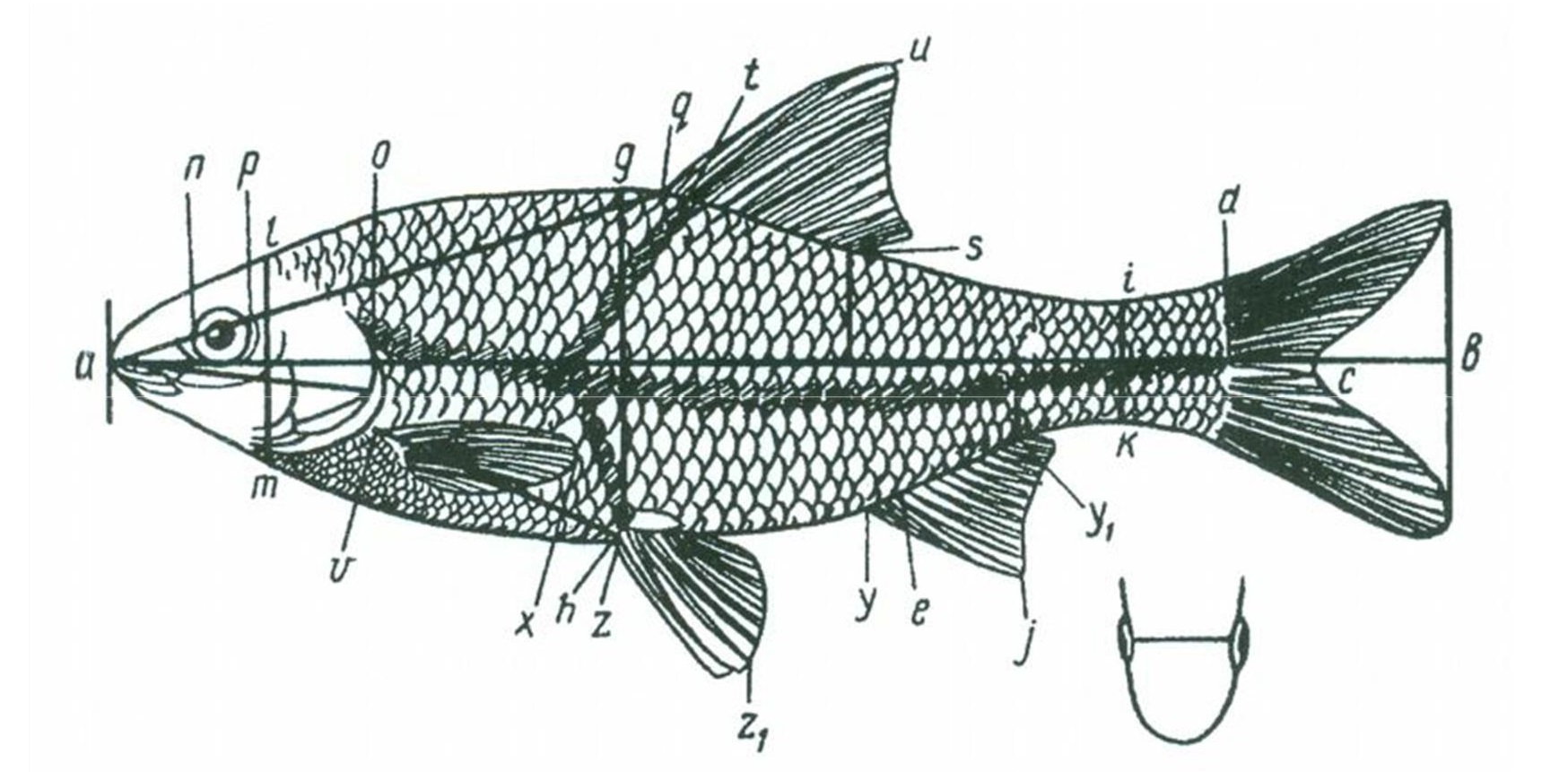 Схема измерения карповых рыб