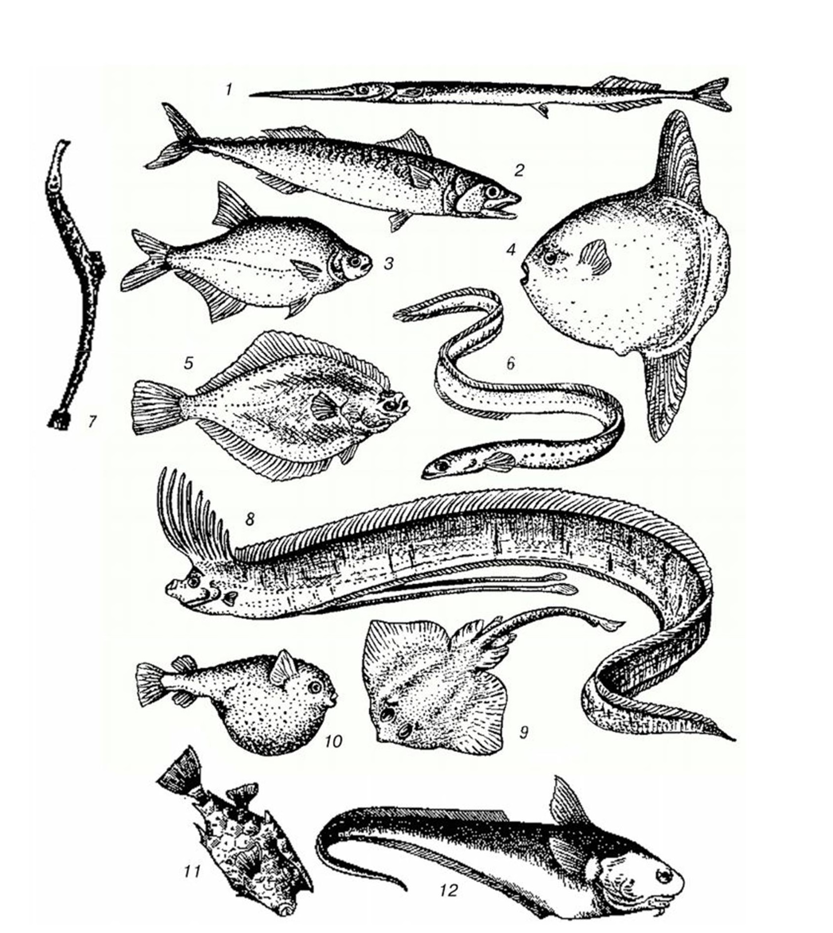 Рыбы 10 класс. Стреловидная форма тела рыб. Торпедовидная форма тела у рыб. Морские рыбы. Морские костистые рыбы.
