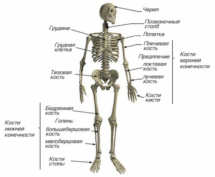 Скелет человека рисунок с названиями органов