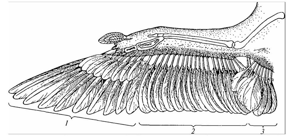 Роговые щитки у птиц. Строение скелета ворона. Анатомия ворон его крыла. Крыло ворона анатомия. Крыло ворона строение.