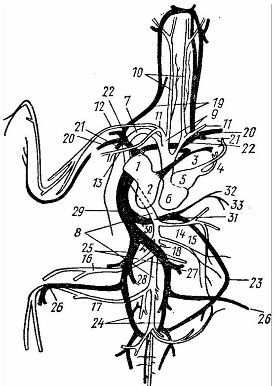 Аорта у собаки схема