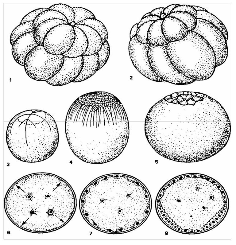 1 стадия дробления зиготы. Неполное дискоидальное дробление. Неполное поверхностное дробление зиготы. Меробластическое поверхностное дробление. Типы дробления зиготы полное и неполное.