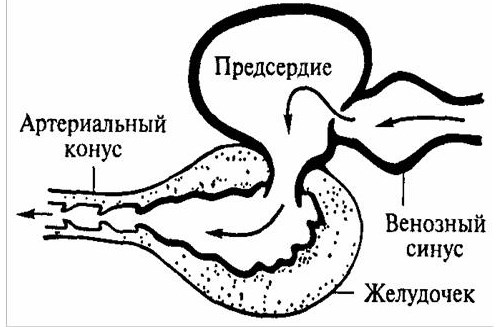 венозный синус и артериальный конус. аортальный конус сердца. сердце анатомия артериальный конус. Conus arteriosus правого желудочка. строение сердца.
