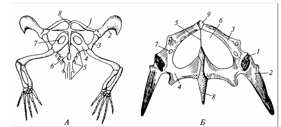 Скелет передних конечностей лягушки. Скелет лягушки пояс передних конечностей. Скелет пояса верхних конечностей у лягушки. Тазовый пояс пресмыкающихся. Скелет лягушки коракоиды.