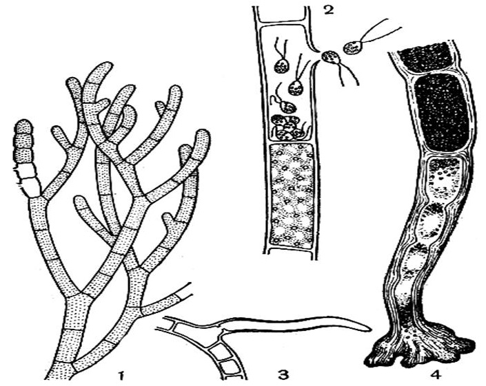 Водоросли имеют таллом. Кладофора таллом. Кладофора ЖЦ. Жизненный цикл кладофоры. Кладофора строение.