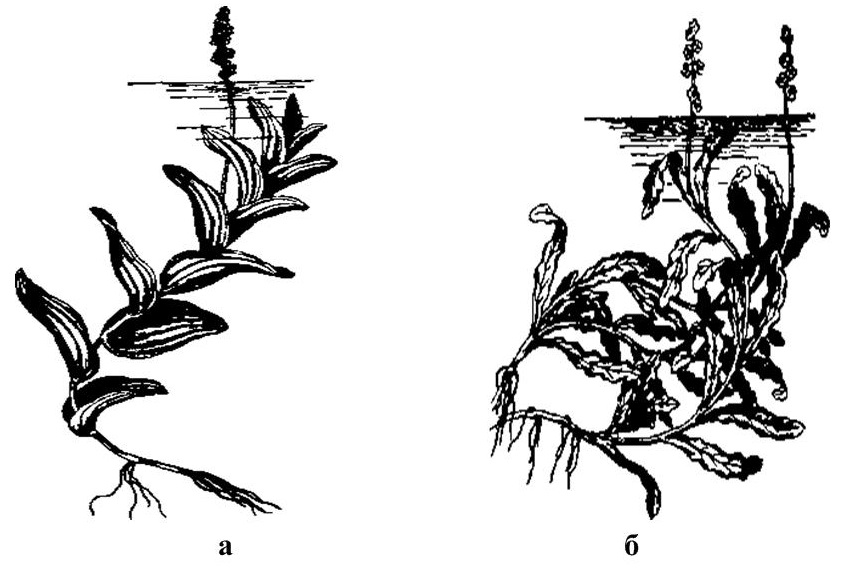 Рисунок элодея растение. Рдест курчавый схема. Рдест курчавый формула цветка. Рдест раскраска.