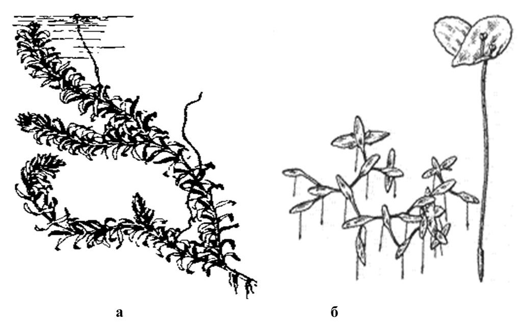 Рисунок элодея растение