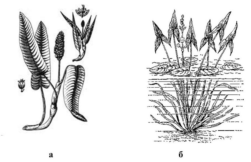 На рисунке 1 изображено растение и внутреннее. Строение макрофитов. Polygonum amphibium рисунок. Бурые макрофиты. Погруженная растительность.