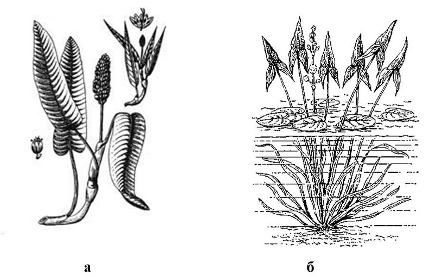 Погруженные листья. Гидрофиты картинки. Зоостера строение. Погруженные растения ЕГЭ. Polygonum amphibium рисунок.