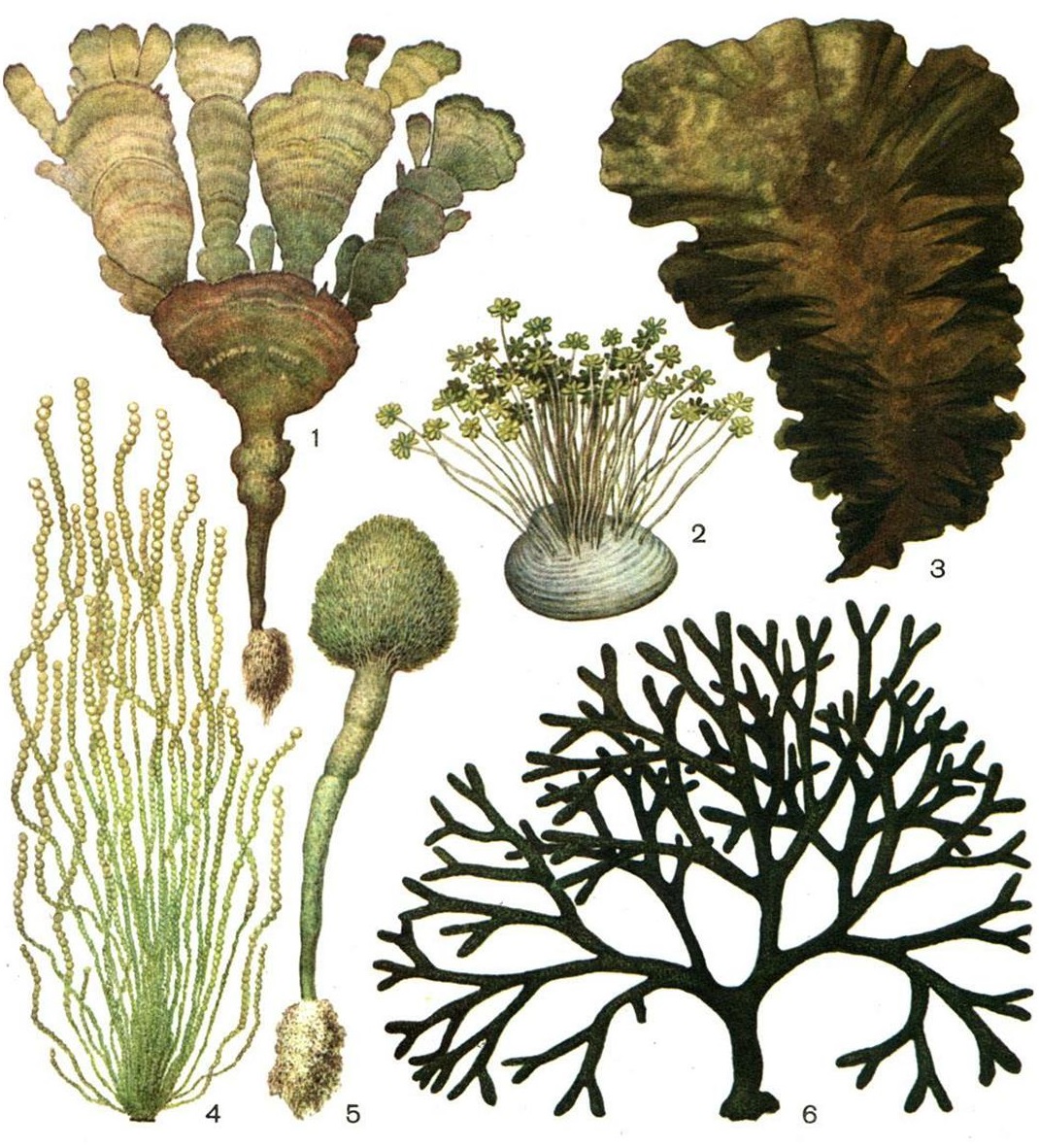 Низшие растения 4 класс. Слоевищные водоросли. Кодиум водоросль. Сифонниковые водоросли. Споровые водоросли.