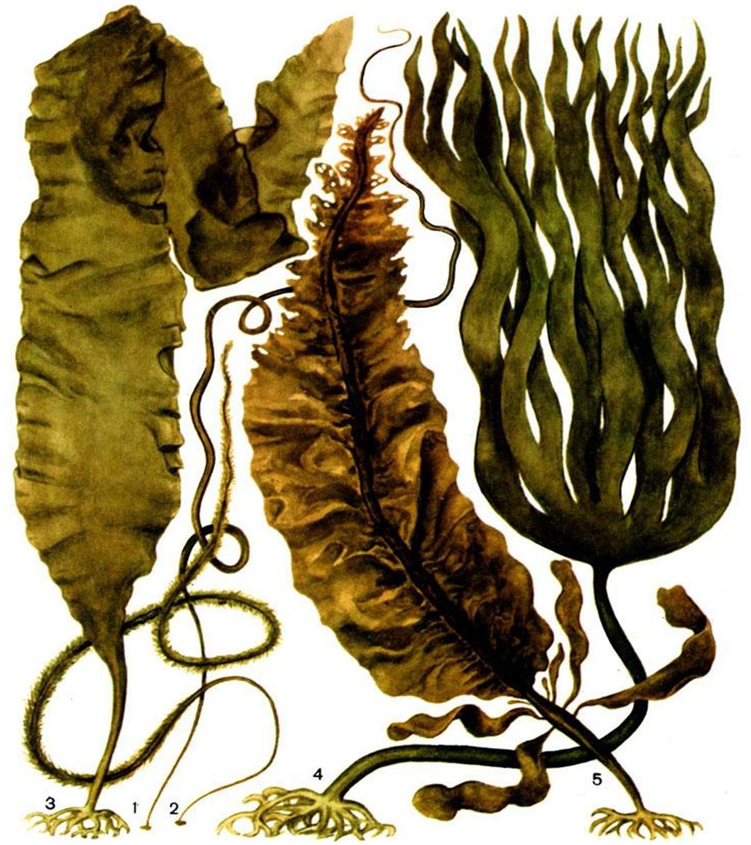 Культура водорослей. Бурые водоросли ламинария. Ламинариевые бурые водоросли. Отдел бурые водоросли – Phaeophyta. Ламинария сахаристая и пальчаторассеченная.
