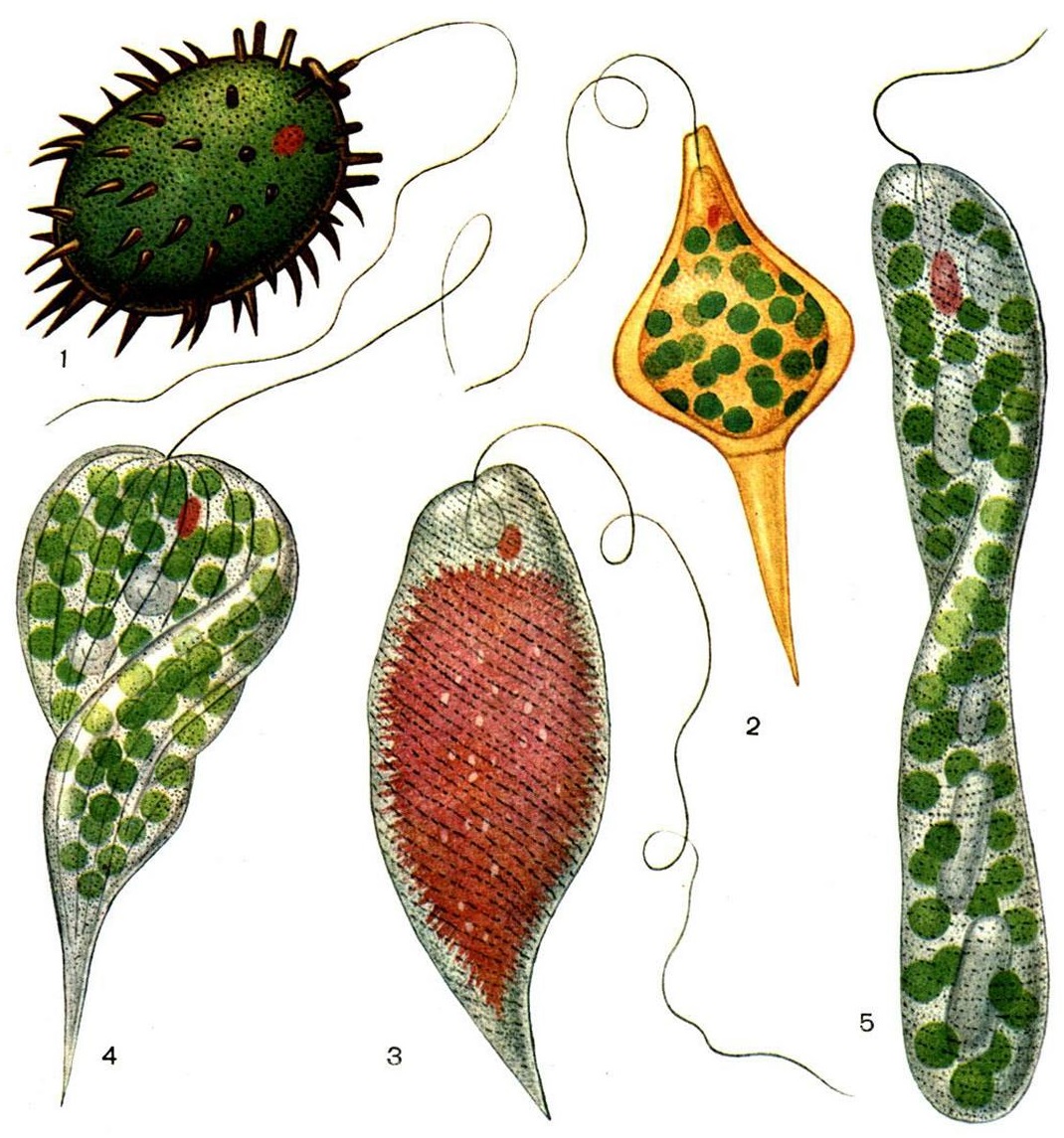 Эвгленовые (Euglena, trachelomonas),