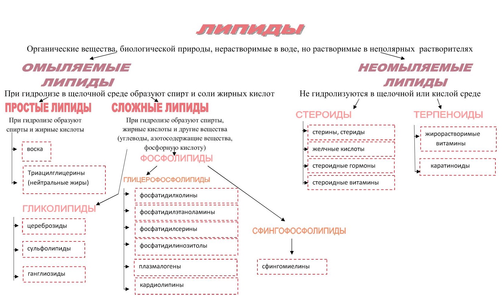 Классификация липидов