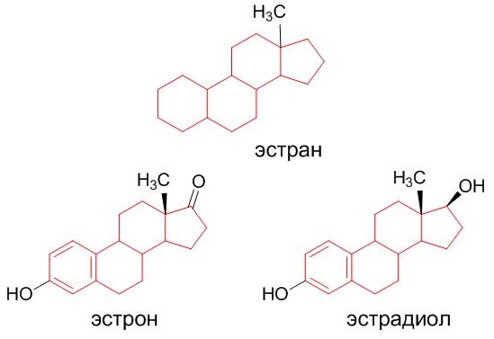 За что отвечает эстрадиол