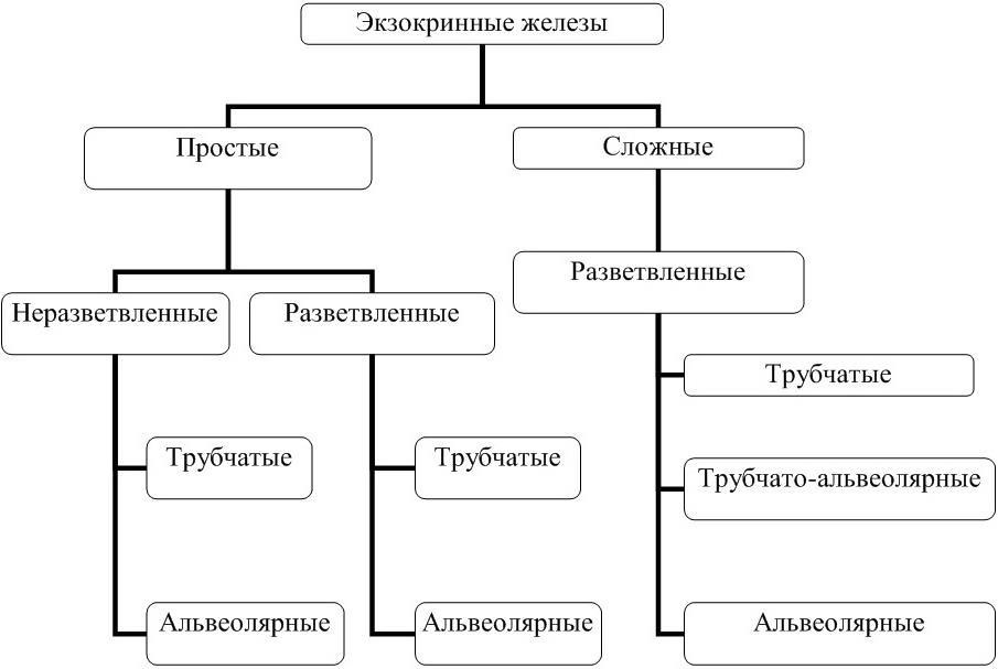 Простые железы. Графологическая структура эпителиальная ткань. Экзокринные железы простые и сложные неразветвленные. Железы простые сложные разветвленные неразветвленные. Графологическая схема ткани.