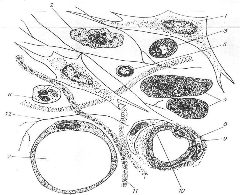 Адвентициальные клетки рисунок