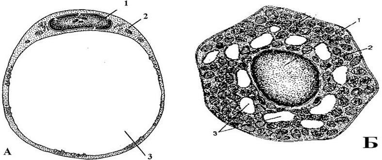 Схема строения адипоцитов разных видов жировой ткани