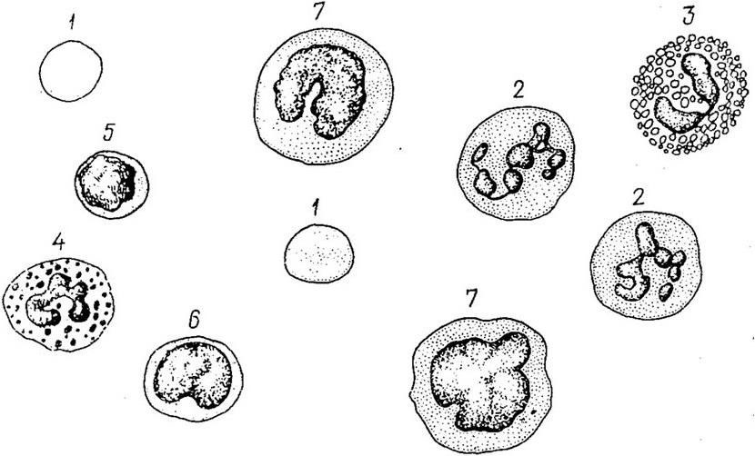 Рисунок лейкоцита человека