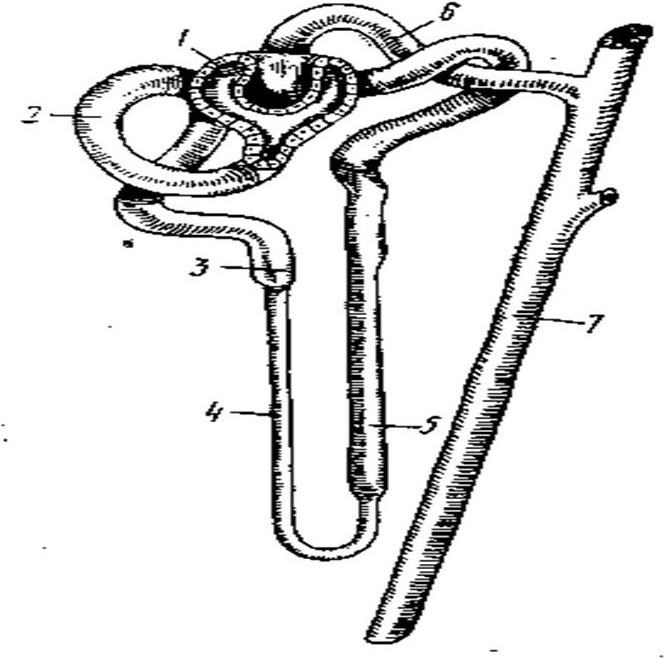 Строение нефрона рисунок черно белый