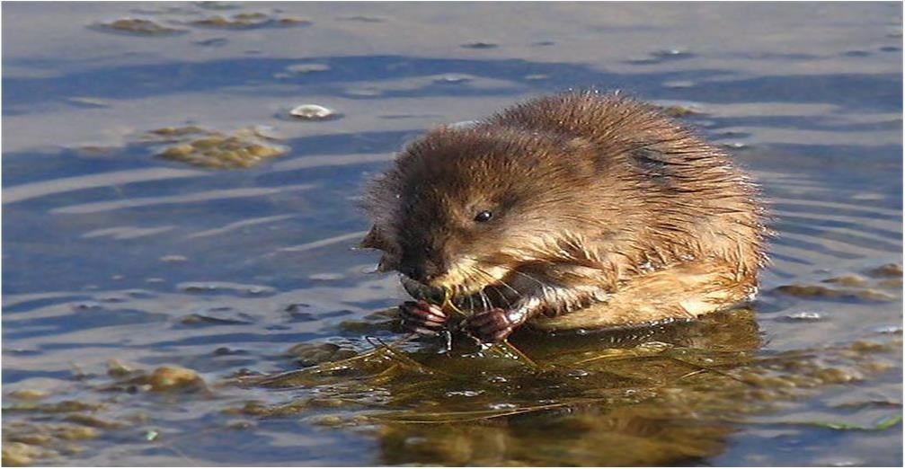 Какие животные в воде. Водяная полёвка. Водяная полёвка и ондатра. Крыса полевка ондатра. Водяная полёвка выдра.