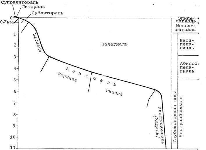 Зональность мирового океана. Литораль бенталь пелагиаль. Экологические зоны бентали и пелагиали мирового океана. Литораль сублитораль Батиаль абиссаль. Экологические зоны мирового океана схема.