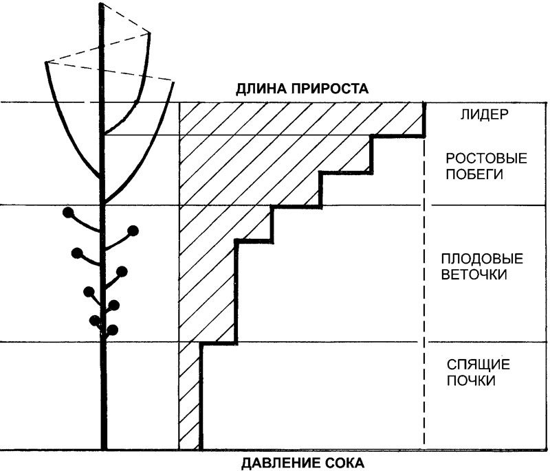 Курдюмов формировка вместо обрезки с рисунками читать