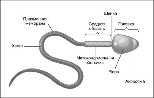 Схема строения спермия