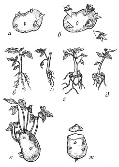 Вегетативное размножение клубнями схема
