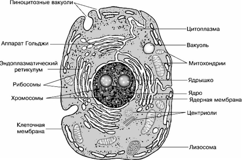 Полость в цитоплазме клетки 7. Строение эукариотической клетки животного и растения. Строение эукариотической клетки растения. Строение клетки эукариот схема. Схема строения животной клетки.
