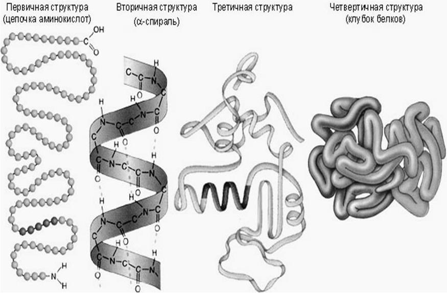 Структура белка тест. Структура молекулы белка. Белок рисунок биология. Конфигурация третичной структуры белка. Третичная структура МРНК.
