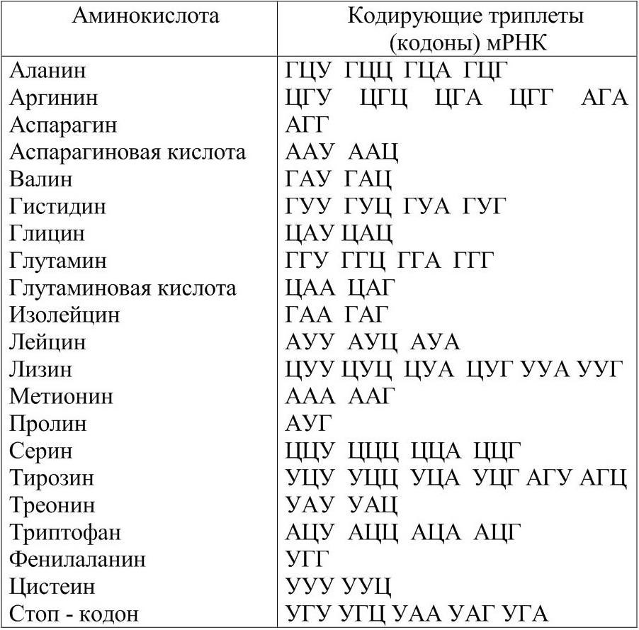 Таблица аминокислоты триплеты кодоны