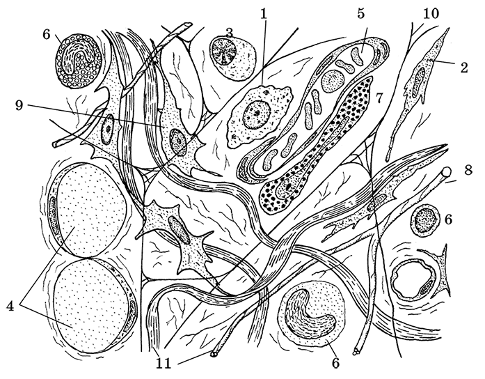 Рисунок рыхлой соединительной ткани