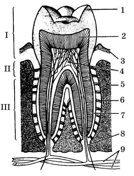 Строение зуба черно белая картинка