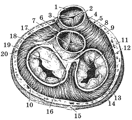 Сердце корень