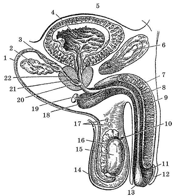 Анатомия мужских органов в картинках пояснение