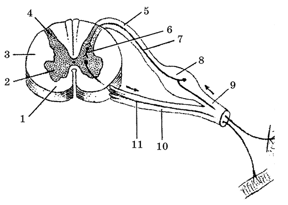 Дуга спинномозгового рефлекса составляют схема