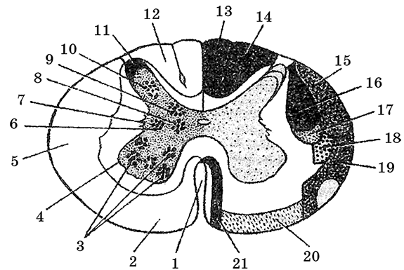 Схема строения спинного мозга на поперечном разрезе