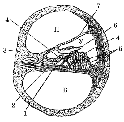 Зарисовать схему поперечного разреза улитки