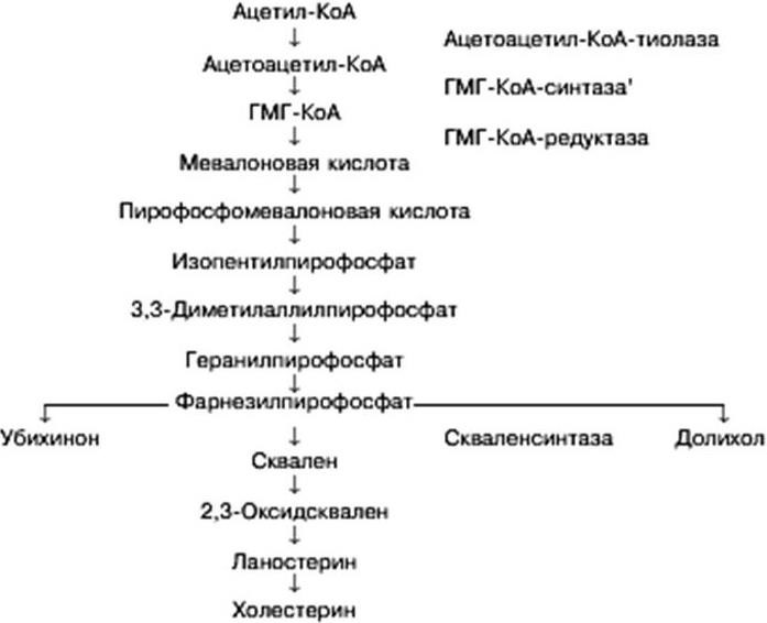 Синтез холестерина биохимия схема