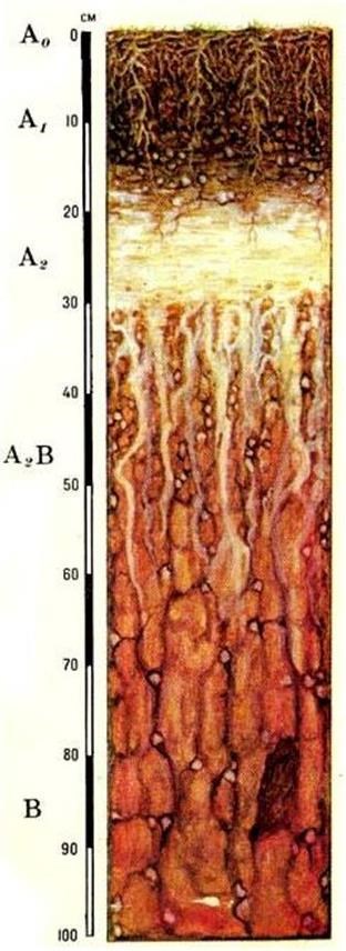Почвенный профиль дерново подзолистых почв рисунок