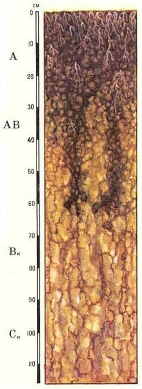 Схема типичного профиля чернозема в индексах