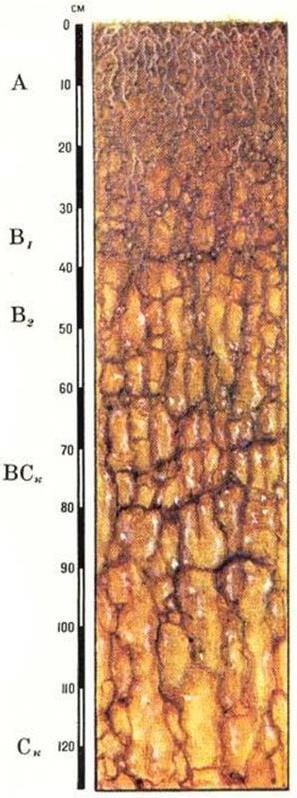 Каштановые почвы схема