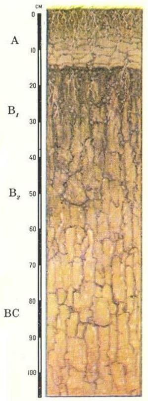 Солонцы. Солоди профиль почвы. Солонцы почвенный профиль. Солонцы профиль почвы. Солонцы строение почвенного профиля.