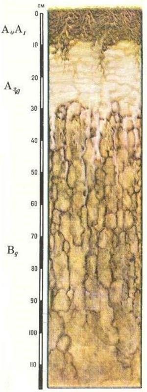 Солонцы солончаки солоди. Солоди почвенный профиль. Солончаки Солонцы и солоди. Лугово-болотные почвы профиль. Солонцы профиль почвы.