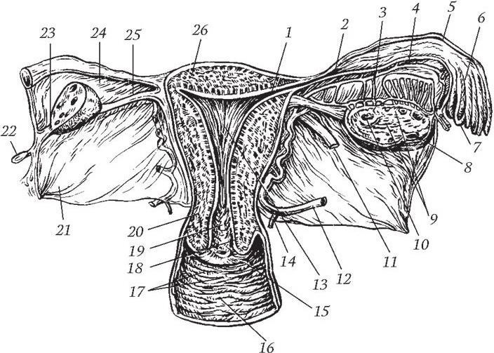 Женская половая труба. Яичник маточная труба и матка. Придатки яичника анатомия. Матка яичники трубы анатомия. Матка маточная труба яичник анатомия.