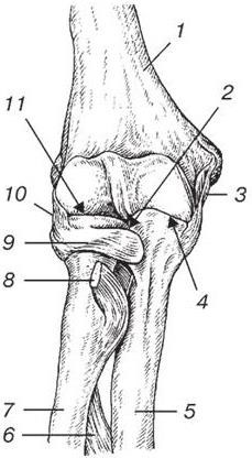 Локтевой сустав рисунок