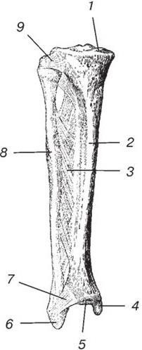 Кости голени соединения. Синдесмоз голени анатомия. Межкостная мембрана голени. Анатомия межберцового синдесмоза. Большеберцовая кость сустав анатомия.